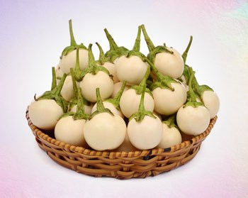 HẠT GIỐNG CÀ PHÁO TRẮNG