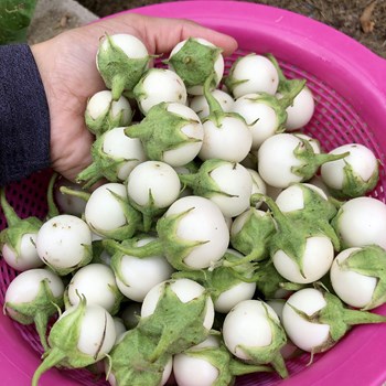HẠT GIỐNG CÀ PHÁO TRẮNG