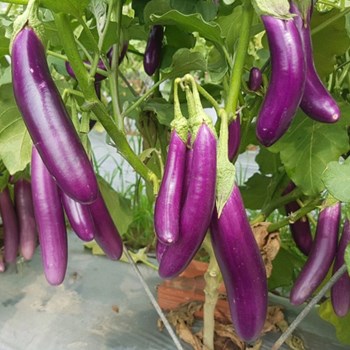 Hạt Giống Cà Tím