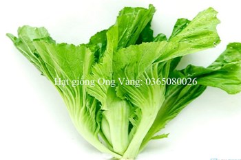 Hạt giống Cải bẹ dưa ( Tòa Xại )