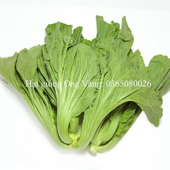 Hạt giống Cải bẹ dưa ( Tòa Xại )
