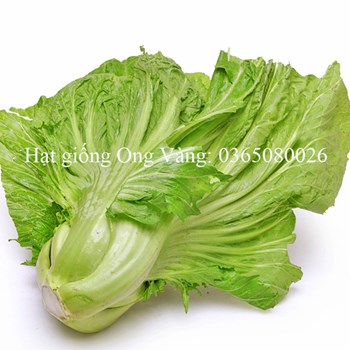 Hạt giống Cải bẹ dưa ( Tòa Xại )