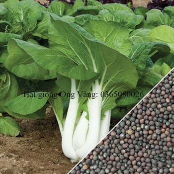 Hạt giống cải bẹ trắng
