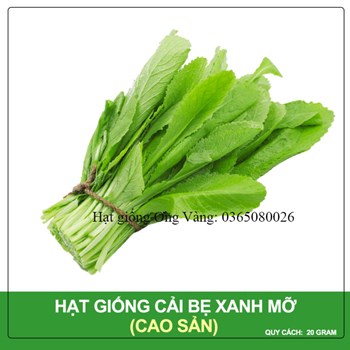 Hạt giống Cải bẹ xanh mỡ cao sản