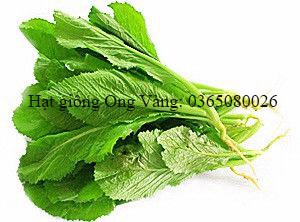 Hạt giống Cải bẹ xanh mỡ cao sản