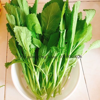 Hạt giống Cải bẹ xanh mỡ cao sản