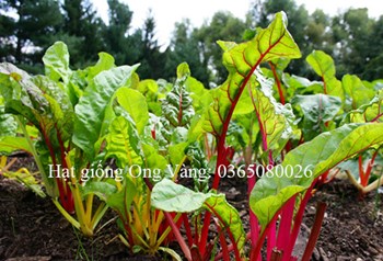 Hạt giống cải cầu vồng