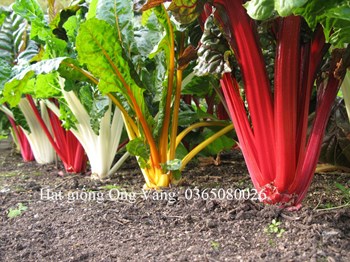 Hạt giống cải cầu vồng