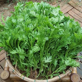 Hạt giống Cải cúc nếp cao sản