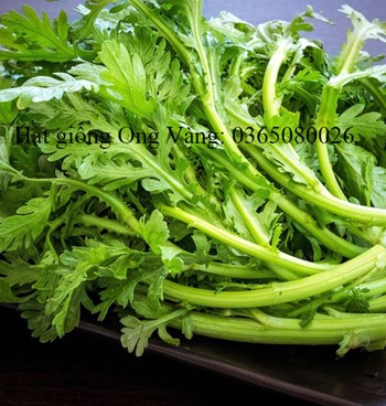 Hạt giống Cải cúc nếp cao sản
