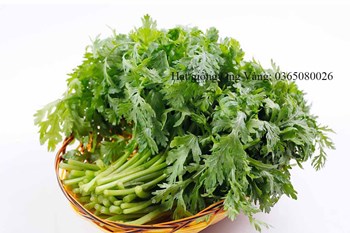 Hạt giống Cải cúc nếp cao sản