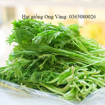 Hạt giống cải bẹ xanh ngọt đuôi phụng