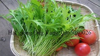 Hạt giống cải bẹ xanh ngọt đuôi phụng