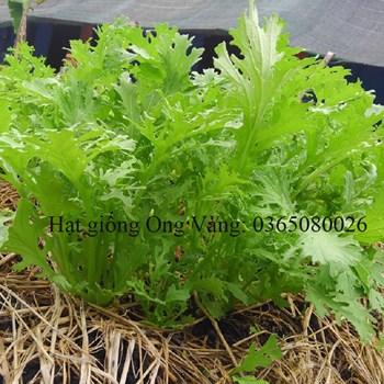 Hạt giống cải bẹ xanh ngọt đuôi phụng