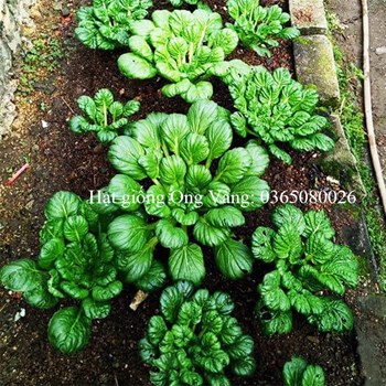Hạt giống cải hoa hồng