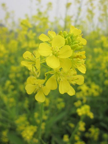 Hạt giống hoa cải dầu vàng