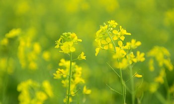 Hạt giống hoa cải dầu vàng