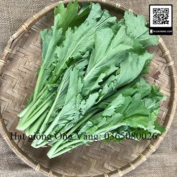 Hạt giống cải mèo Hà Giang