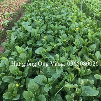 Hạt giống Cải Ngồng ( Cải ngọt bông ) PN