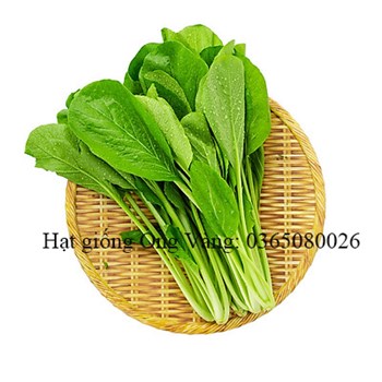 HẠT GIỐNG CẢI NGỌT