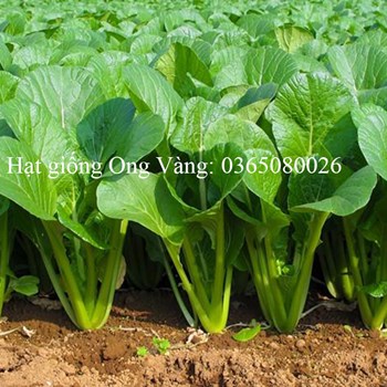 HẠT GIỐNG CẢI NGỌT