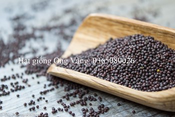 HẠT GIỐNG CẢI NGỌT
