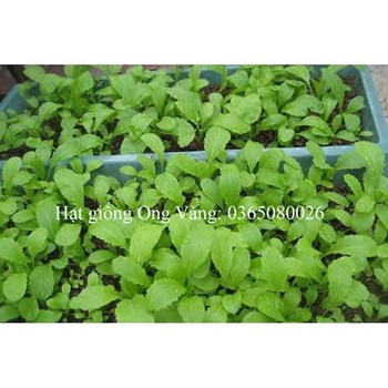 Hạt giống Cải Ăn Non Baby
