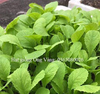 Hạt giống Cải Ăn Non Baby