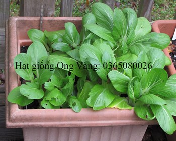 Hạt giống cải thìa