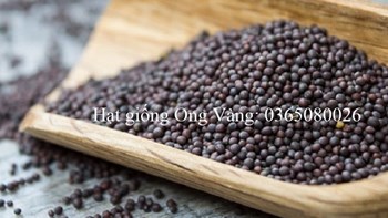 Hạt giống bắp cải tí hon