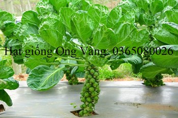 Hạt giống bắp cải tí hon