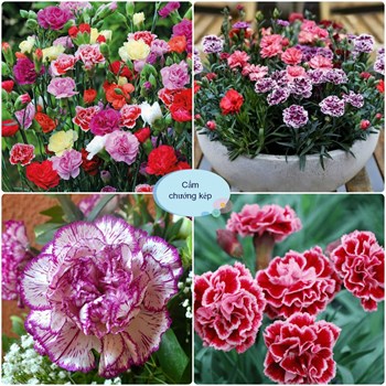 Hạt giống hoa cẩm chướng kép Mix