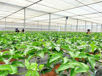 Hạt giống chanh dây