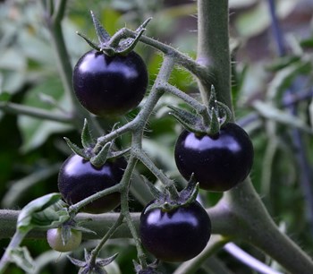 Hạt giống cà chua cherry đen F1