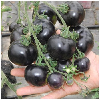 Hạt giống cà chua cherry đen F1