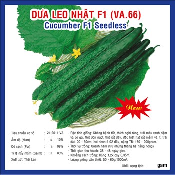 Hạt giống Dưa Leo Nhật F1