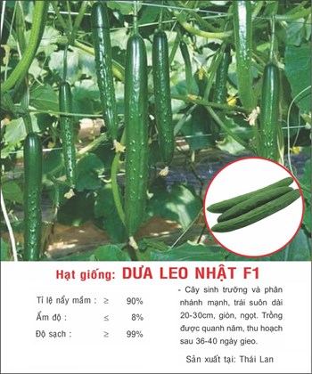 Hạt giống Dưa Leo Nhật F1
