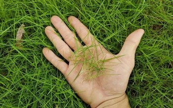 HẠT GIỐNG CỎ NHUNG NHẬT