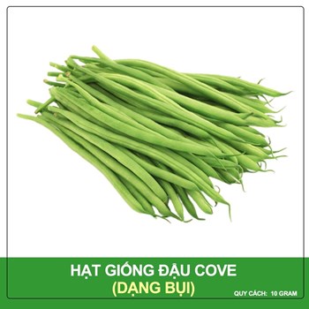 Hạt Giống Đậu Cove Hạt Trắng Dạng Bụi