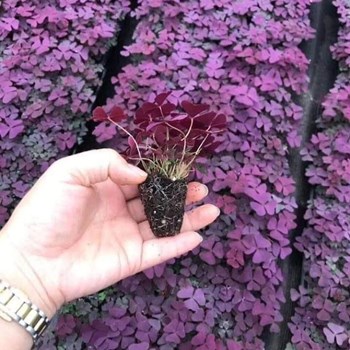 Củ giống hoa bướm đêm