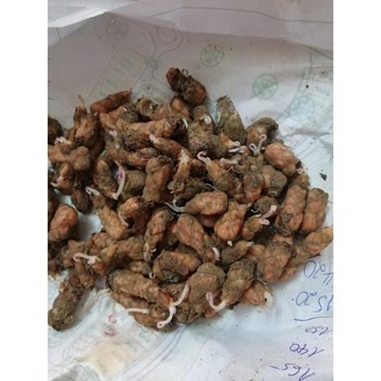 Củ giống hoa bướm đêm