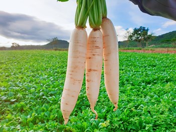 Hạt giống Củ Cải Trắng