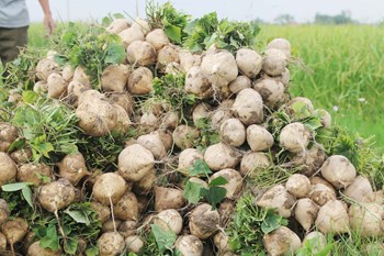 HẠT GIỐNG CỦ ĐẬU