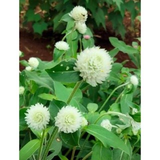 Hạt Giống Hoa Cúc Bách Nhật Trắng