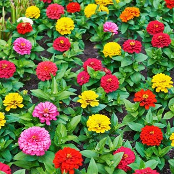 Hạt Giống Hoa Cúc Lá Nhám
