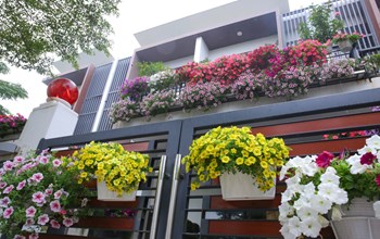 HẠT GIỐNG HOA DẠ YẾN THẢO