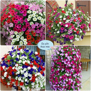 HẠT GIỐNG HOA DẠ YẾN THẢO