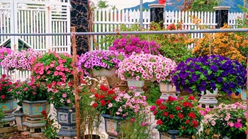 HẠT GIỐNG HOA DẠ YẾN THẢO