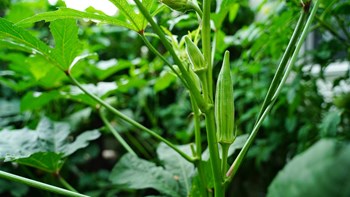 Hạt Giống Đậu Bắp Cao Sản
