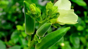 Hạt Giống Đậu Bắp Cao Sản